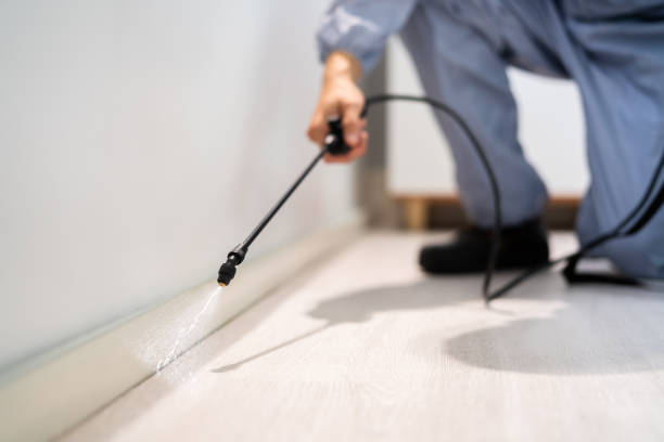 Licensed Wasp Removal service in Tioga, TX - Show Me Pest Control